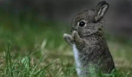 昆虫学者可妮兔爆料视频,昆虫学者带你探索奇妙昆虫奥秘